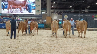 Plusieurs vaches de la Loire ont pris la direction de Paris