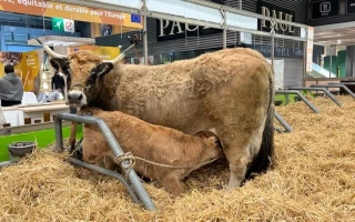 Les vaches de la Loire bien arrivées au SIA