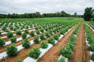 Chanvre et CBD : un marché en plein essor freiné par une réglementation floue