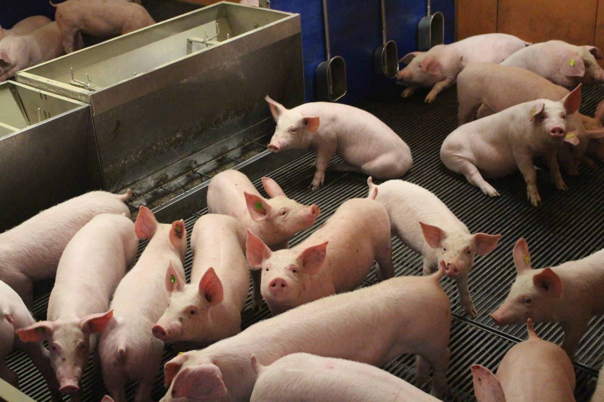 Mercredi 12 mars : journée porcine dans la Loire