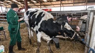 Renouvellement des éleveurs et relance de la filière : le plan d’action de la filière lait Alpes Massif central
