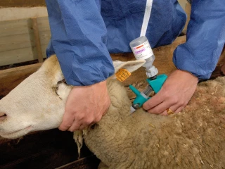 Ovins : des doses gratuites de vaccin contre la FCO-8