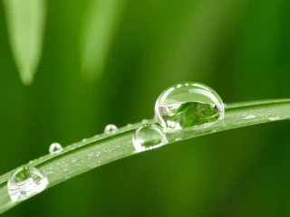 Arrêter l’irrigation du maïs selon l’humidité des grains