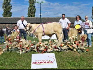 Concours national charolais : la Loire sur le podium