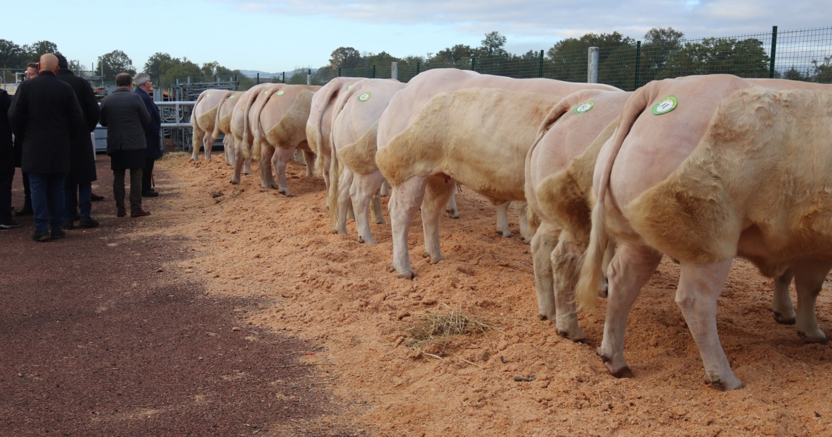 Fête du charolais : tout savoir sur la viande - Paysans de la Loire, média  d'information agricole et rurale